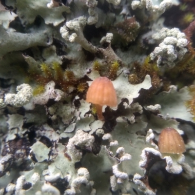 Unidentified Cap on a stem; gills below cap [mushrooms or mushroom-like] at Bemboka, NSW - 17 Jan 2024 by mahargiani