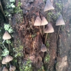 Mycena subgalericulata at Glenbog State Forest - 17 Jan 2024 by mahargiani