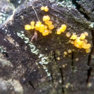 Unidentified Jelly-like; smooth, featureless surface at Bemboka, NSW - 18 Jan 2024 by mahargiani