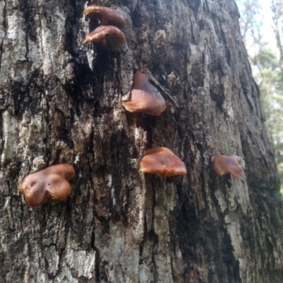 Unidentified Cap on a stem; gills below cap [mushrooms or mushroom-like] at Bemboka, NSW - 17 Jan 2024 by mahargiani
