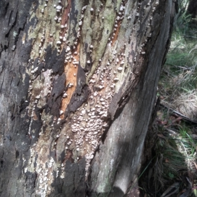 Unidentified Underside smooth or wrinkled/roughened <Stereum etc> at Bemboka, NSW - 17 Jan 2024 by mahargiani