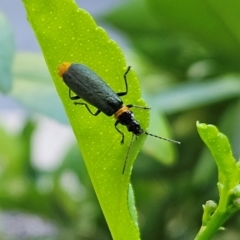 Chauliognathus lugubris (Plague Soldier Beetle) at Hawker, ACT - 18 Jan 2024 by sangio7