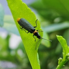 Chauliognathus lugubris (Plague Soldier Beetle) at Hawker, ACT - 19 Jan 2024 by sangio7