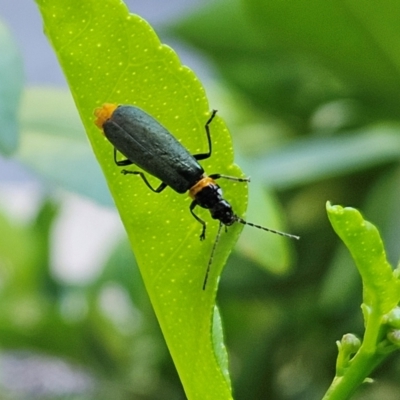 Chauliognathus lugubris (Plague Soldier Beetle) at Hawker, ACT - 19 Jan 2024 by sangio7