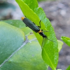 Chauliognathus lugubris at Hawker, ACT - suppressed