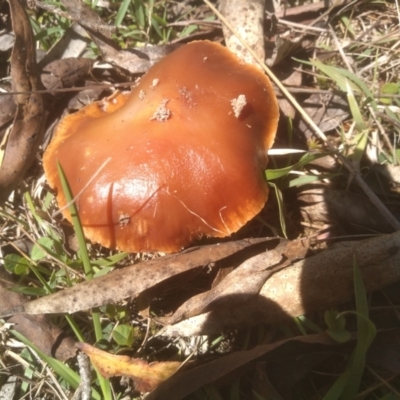 Unidentified Cap on a stem; gills below cap [mushrooms or mushroom-like] at Glen Allen, NSW - 18 Jan 2024 by mahargiani