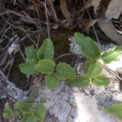 Clematis aristata (Mountain Clematis) at Glen Allen State Forest - 18 Jan 2024 by mahargiani