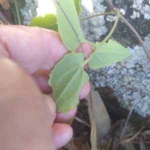 Clematis aristata at Glen Allen State Forest - 18 Jan 2024