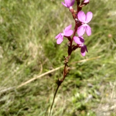 Stylidium graminifolium (Grass Triggerplant) at South East Forest National Park - 18 Jan 2024 by mahargiani