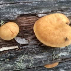 Gymnopilus sp. (Gymnopilus) at South East Forest National Park - 18 Jan 2024 by mahargiani