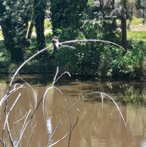 Hirundo neoxena at Sullivans Creek, Acton - 19 Jan 2024