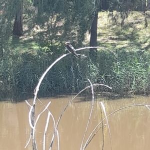 Hirundo neoxena at Sullivans Creek, Acton - 19 Jan 2024