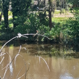 Hirundo neoxena at Sullivans Creek, Acton - 19 Jan 2024