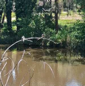 Hirundo neoxena at Sullivans Creek, Acton - 19 Jan 2024