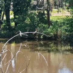 Hirundo neoxena at Sullivans Creek, Acton - 19 Jan 2024