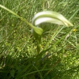 Pterostylis falcata at South East Forest National Park - suppressed