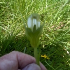 Pterostylis falcata at South East Forest National Park - suppressed