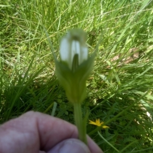 Pterostylis falcata at South East Forest National Park - suppressed