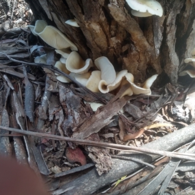 Omphalotus nidiformis (Ghost Fungus) at Nunnock Swamp - 18 Jan 2024 by mahargiani