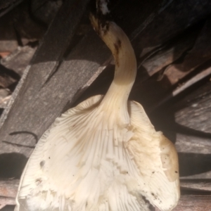 Omphalotus nidiformis at South East Forest National Park - 18 Jan 2024