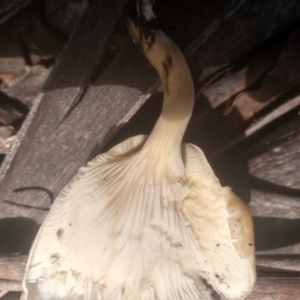 Omphalotus nidiformis at South East Forest National Park - 18 Jan 2024 02:08 PM