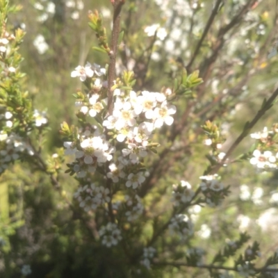 Baeckea utilis (Mountain Baeckea) at Nunnock Swamp - 18 Jan 2024 by mahargiani