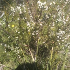 Baeckea utilis at South East Forest National Park - 18 Jan 2024