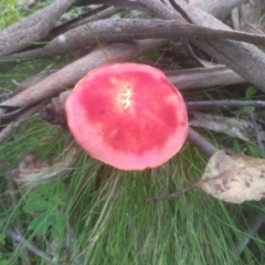 Boletellus obscurecoccineus (Rhubarb Bolete) at Glen Allen, NSW - 18 Jan 2024 by mahargiani