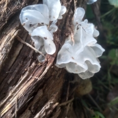 Tremella fuciformis (Snow Fungus) at Glen Allen, NSW - 18 Jan 2024 by mahargiani
