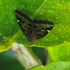 Scolypopa australis (Passionvine hopper, Fluffy bum) at Hawker, ACT - 18 Jan 2024 by sangio7