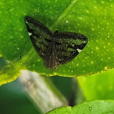 Scolypopa australis (Passionvine hopper, Fluffy bum) at Hawker, ACT - 19 Jan 2024 by sangio7