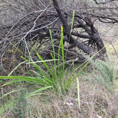 Lomandra longifolia (Spiny-headed Mat-rush, Honey Reed) at The Pinnacle - 30 May 2023 by sangio7