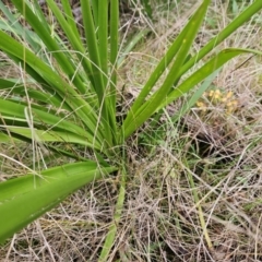 Lomandra longifolia at The Pinnacle - 30 May 2023