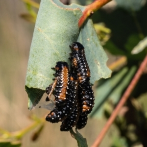 Paropsis variolosa at Block 402 - 19 Jan 2024