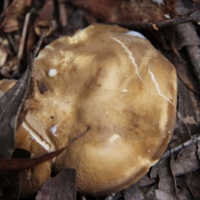 Unidentified Cap on a stem; gills below cap [mushrooms or mushroom-like] at South East Forest National Park - 18 Jan 2024 by Csteele4