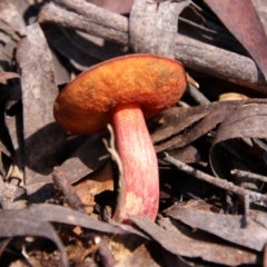 Unidentified Bolete - Fleshy texture, stem central (more-or-less) at South East Forest National Park - 18 Jan 2024 by Csteele4