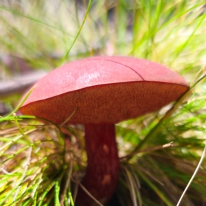 Boletus barragensis at Nunnock Swamp - 18 Jan 2024