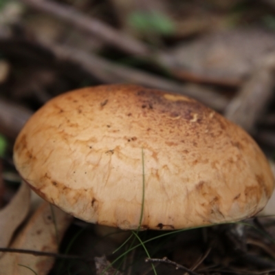 Unidentified Cap on a stem; gills below cap [mushrooms or mushroom-like] at Glen Allen, NSW - 18 Jan 2024 by Csteele4