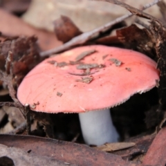 Russula sp. (Russula) at South East Forest National Park - 18 Jan 2024 by Csteele4