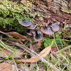 Mycena sp. (Mycena) at Glen Allen, NSW - 18 Jan 2024 by Csteele4