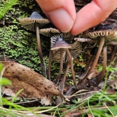 Mycena sp. at Nunnock Swamp - 18 Jan 2024