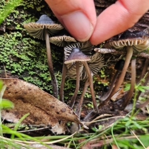 Mycena sp. at Nunnock Swamp - 18 Jan 2024 04:50 PM