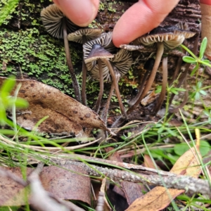 Mycena sp. at Nunnock Swamp - 18 Jan 2024