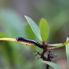 Paradoxosomatidae sp. (family) (Millipede) at South East Forest National Park - 18 Jan 2024 by Csteele4