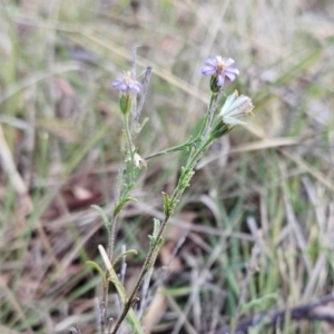 Vittadinia cuneata var. cuneata at The Pinnacle - 14 May 2023 02:50 PM