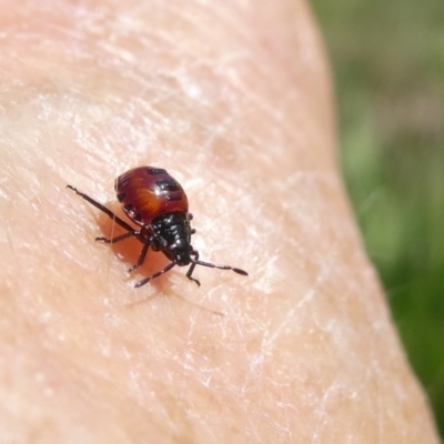 Dindymus versicolor (Harlequin Bug) at Flea Bog Flat to Emu Creek Corridor - 18 Jan 2024 by JohnGiacon