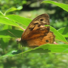 Heteronympha merope (Common Brown Butterfly) at QPRC LGA - 19 Jan 2024 by MatthewFrawley