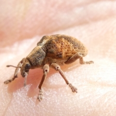 Gonipterus scutellatus (Eucalyptus snout beetle, gum tree weevil) at Flea Bog Flat to Emu Creek Corridor - 18 Jan 2024 by JohnGiacon