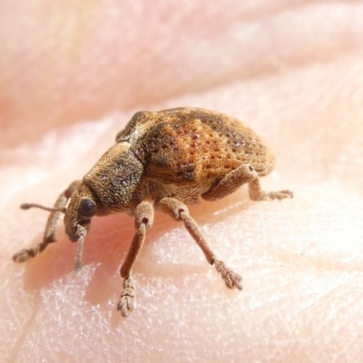 Gonipterus scutellatus (Eucalyptus snout beetle, gum tree weevil) at Emu Creek - 19 Jan 2024 by JohnGiacon