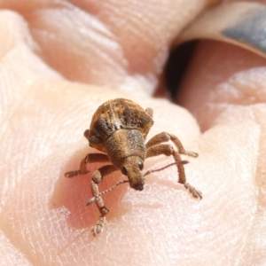 Gonipterus scutellatus at Flea Bog Flat to Emu Creek Corridor - 19 Jan 2024 10:01 AM